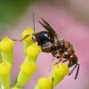329263 – Photo : Liliane Delattre – France (12)